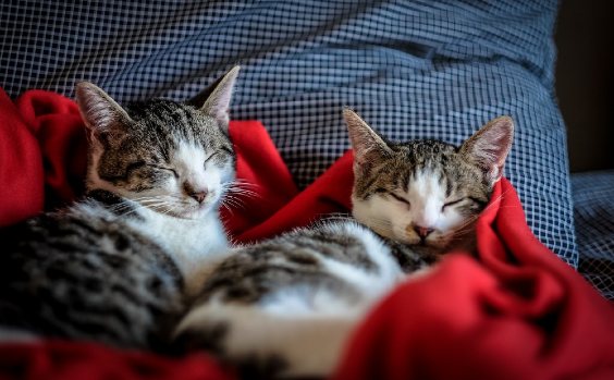 Kleine Katzen in Decke gewickelt